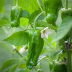 Padron - chili seeds - Image 3