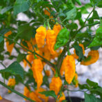 Fatallii Yellow - chili seeds - Image 3