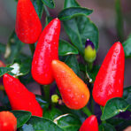 Tabasco - chilli seeds - Image 3