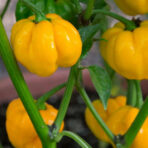 Jamaican Hot Yellow - chili seeds - Image 2