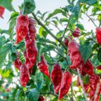 Naga Morich - chili seeds - Image 3