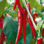 Cayenne Long Slim - chilli seeds - Image 3