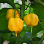Carolina Reaper Yellow F1 - chilli seeds - Image 3