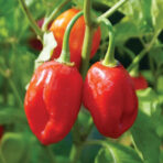 Habanero Caribbean Red - chili seeds - Image 3