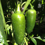 Green Jalapeno - chilli seeds - Image 3