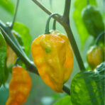 Habanero Yellow - chili seeds - Image 3