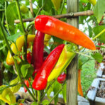 Hungarian Hot Wax - chili seeds - Image 3