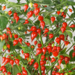 Biquinho Red - chilli seeds - Image 2