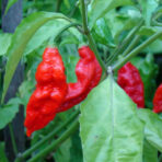 Bhut Jolokia Red - chilli seeds - Image 3