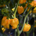 Scotch Bonnet Yellow - chili seeds - Image 3
