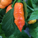 Bhut Jolokia Orange - chili seeds - Image 3