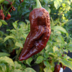 Naga Black - chilli seeds - Image 2
