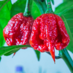 Trinidad Moruga Scorpion Red - chilli seeds - Image 2