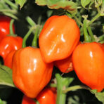 Habanero Orange - chilli seeds - Image 3