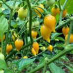 Biquinho Yellow - chilli seeds - Image 3