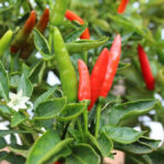 Malagueta - chili seeds - Image 2