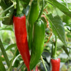 Serrano - chili seeds - Image 2